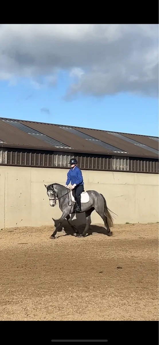 Performance pony - Image 3