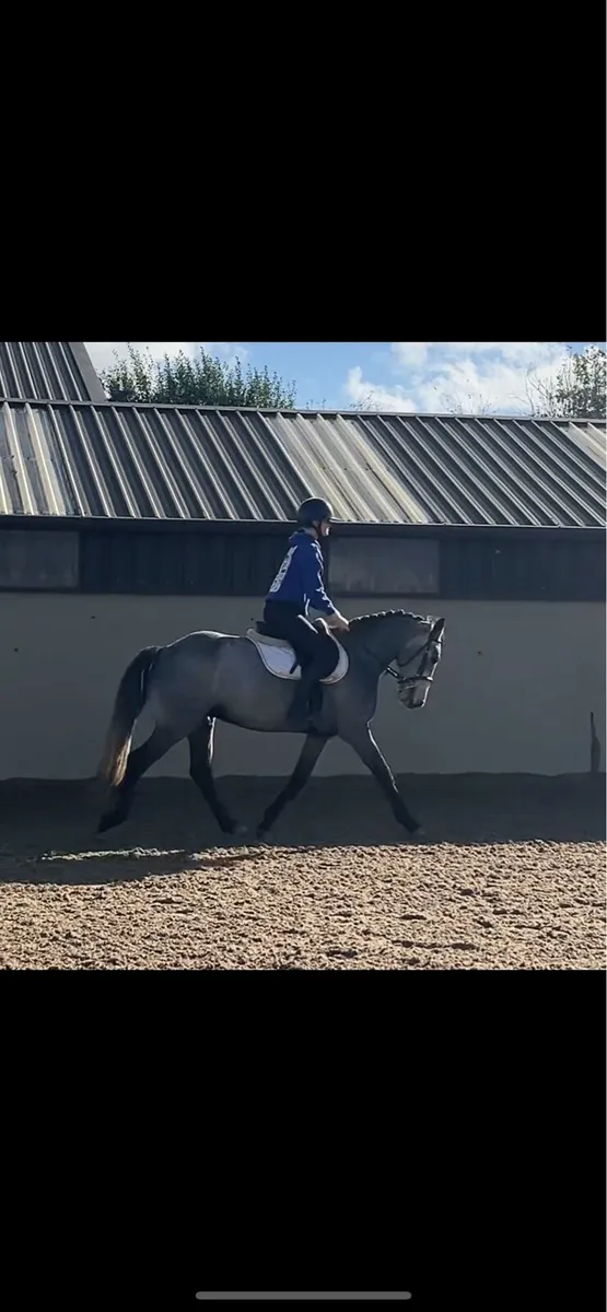 Performance pony - Image 4