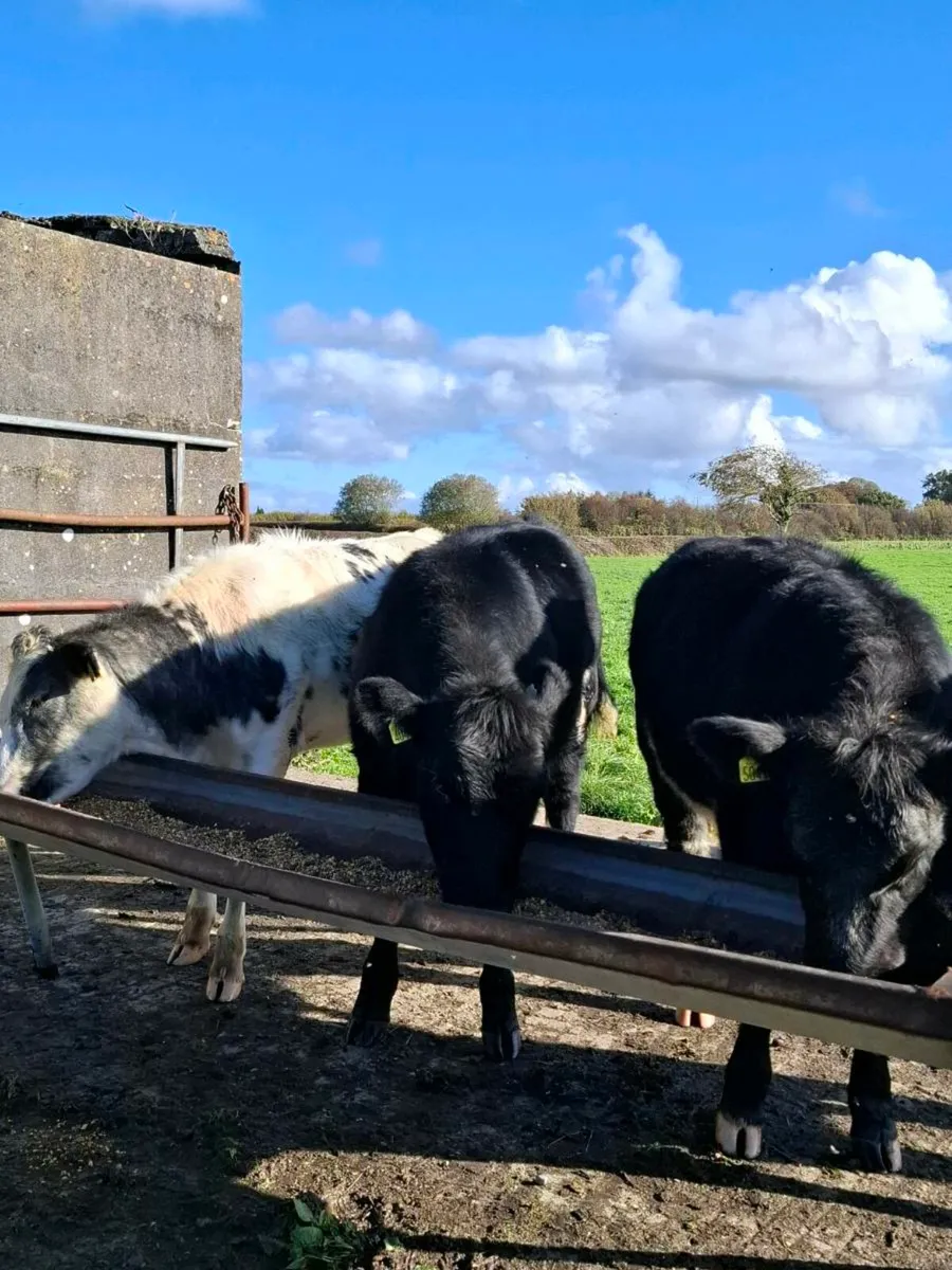 Home bred heifer weanlings - Image 3