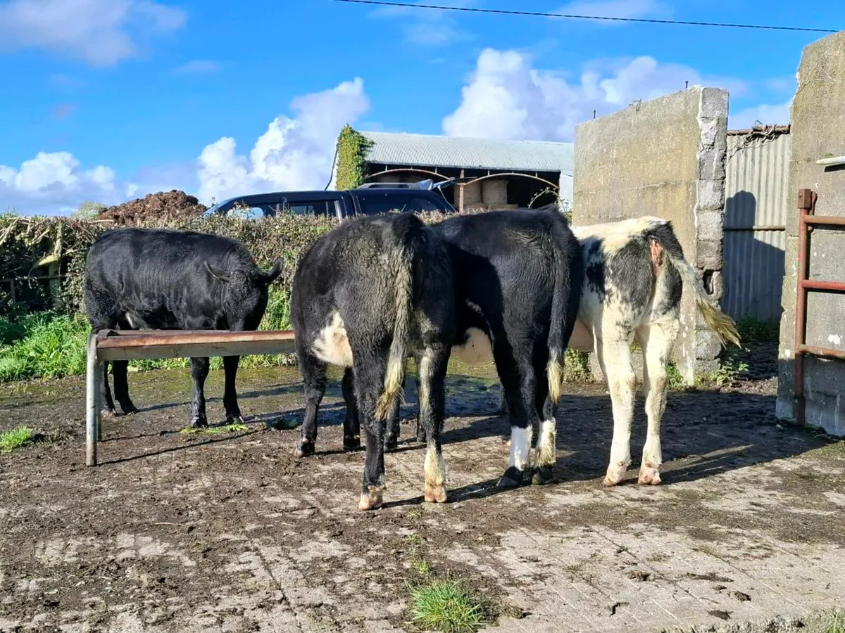 Home bred heifer weanlings - Image 2