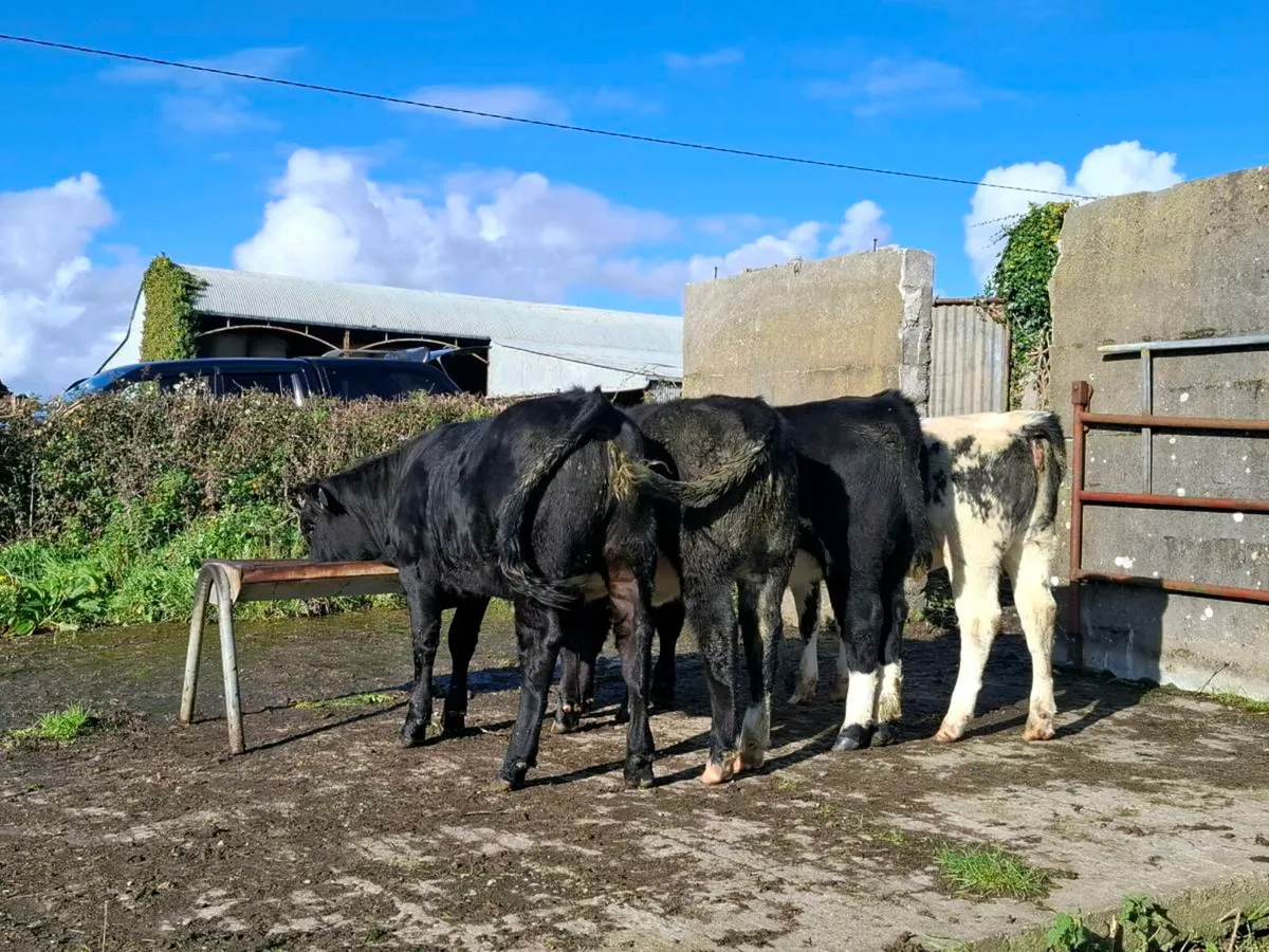 Home bred heifer weanlings - Image 1