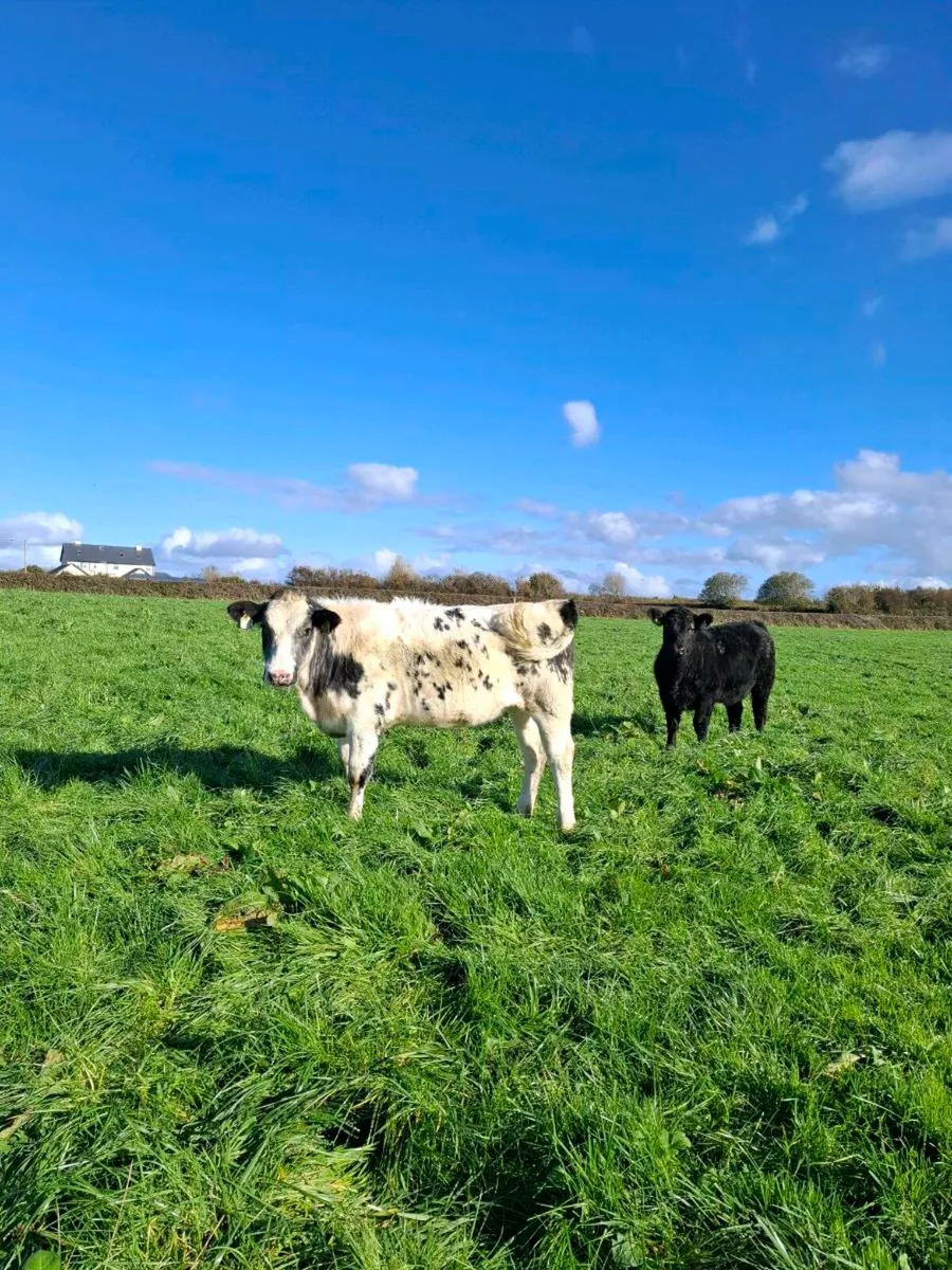 Home bred heifer weanlings - Image 4