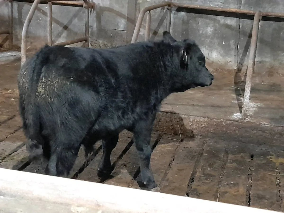 AAX Bull Weanling - Image 1