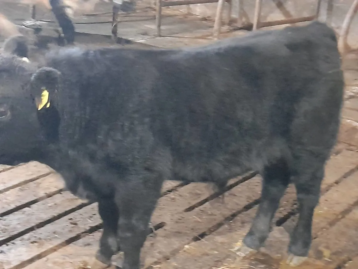 AAX Bull Weanling - Image 2