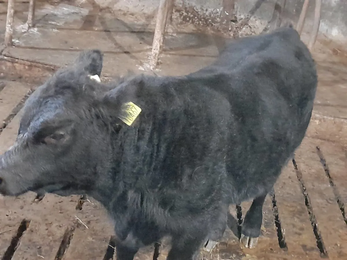 AAX Bull Weanling - Image 3
