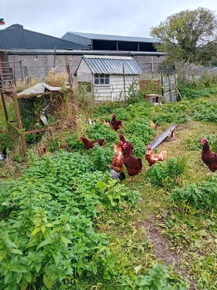 Chickens - Image 1