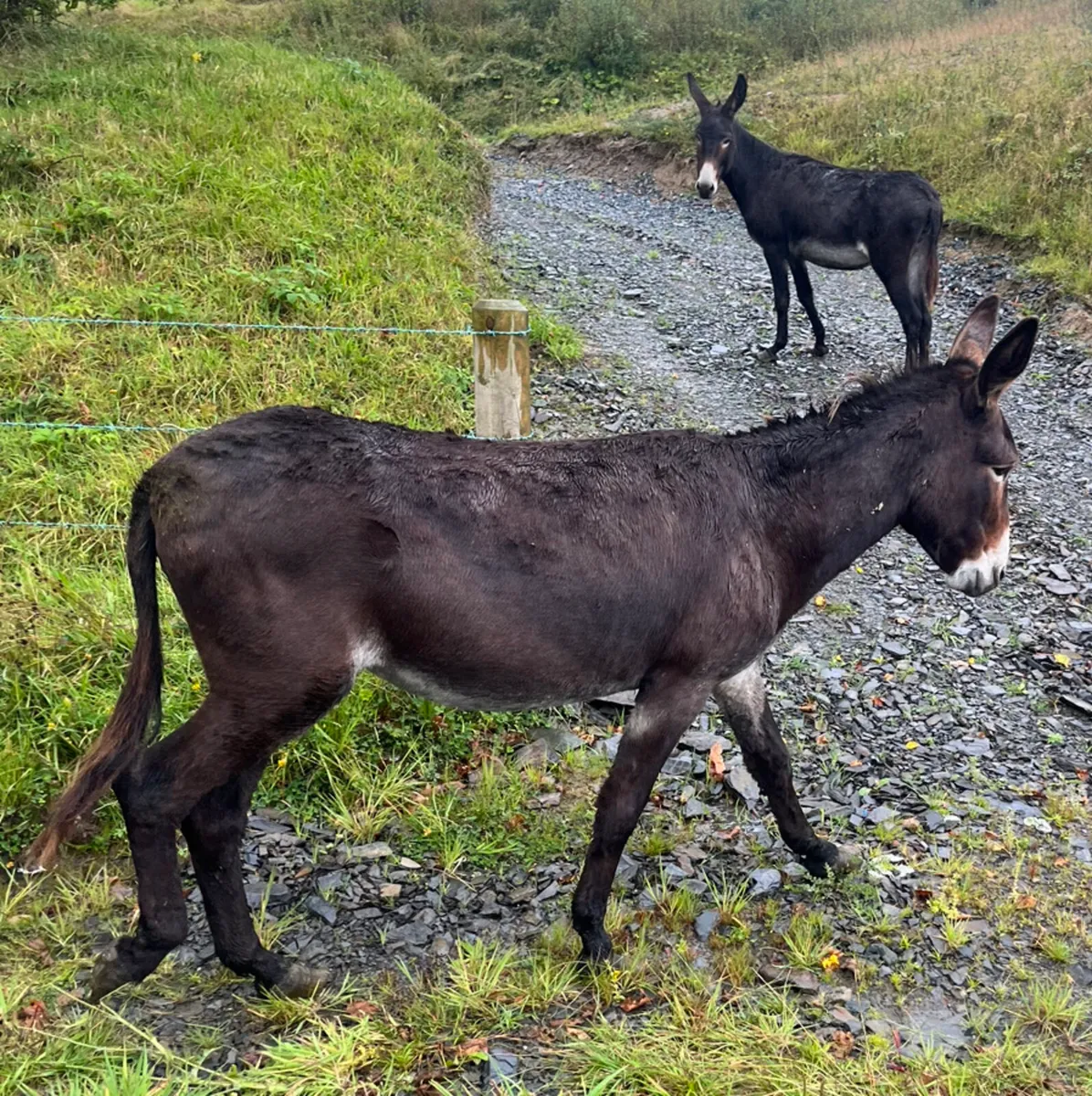 3 Donkeys - Image 3