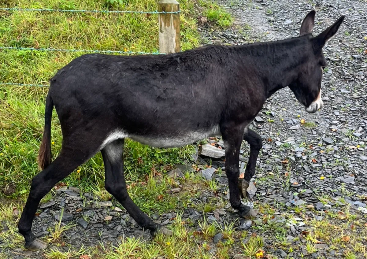 3 Donkeys - Image 4
