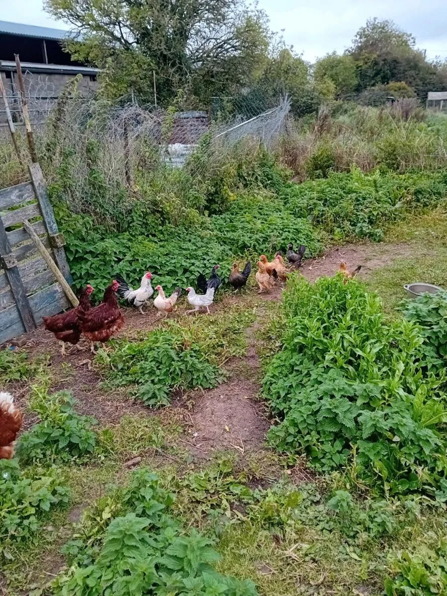 Chickens - Image 3