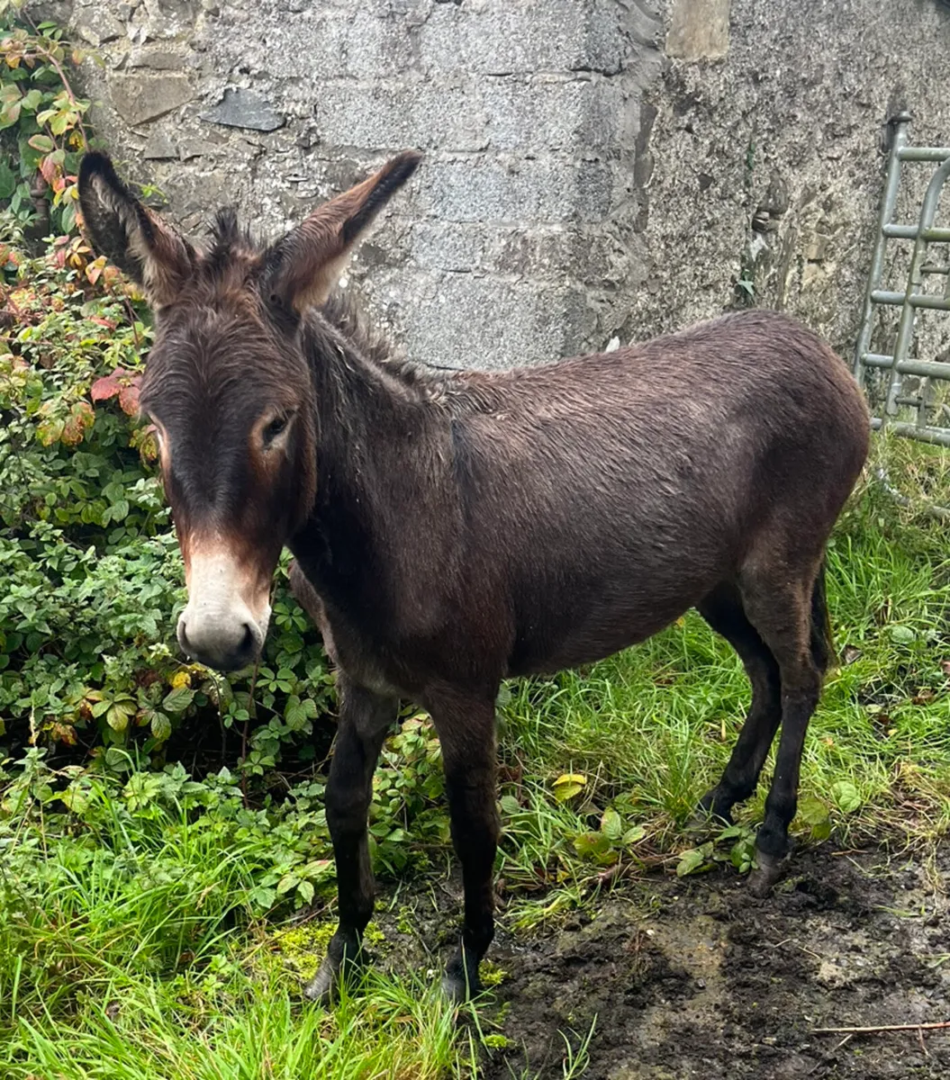 3 Donkeys - Image 1