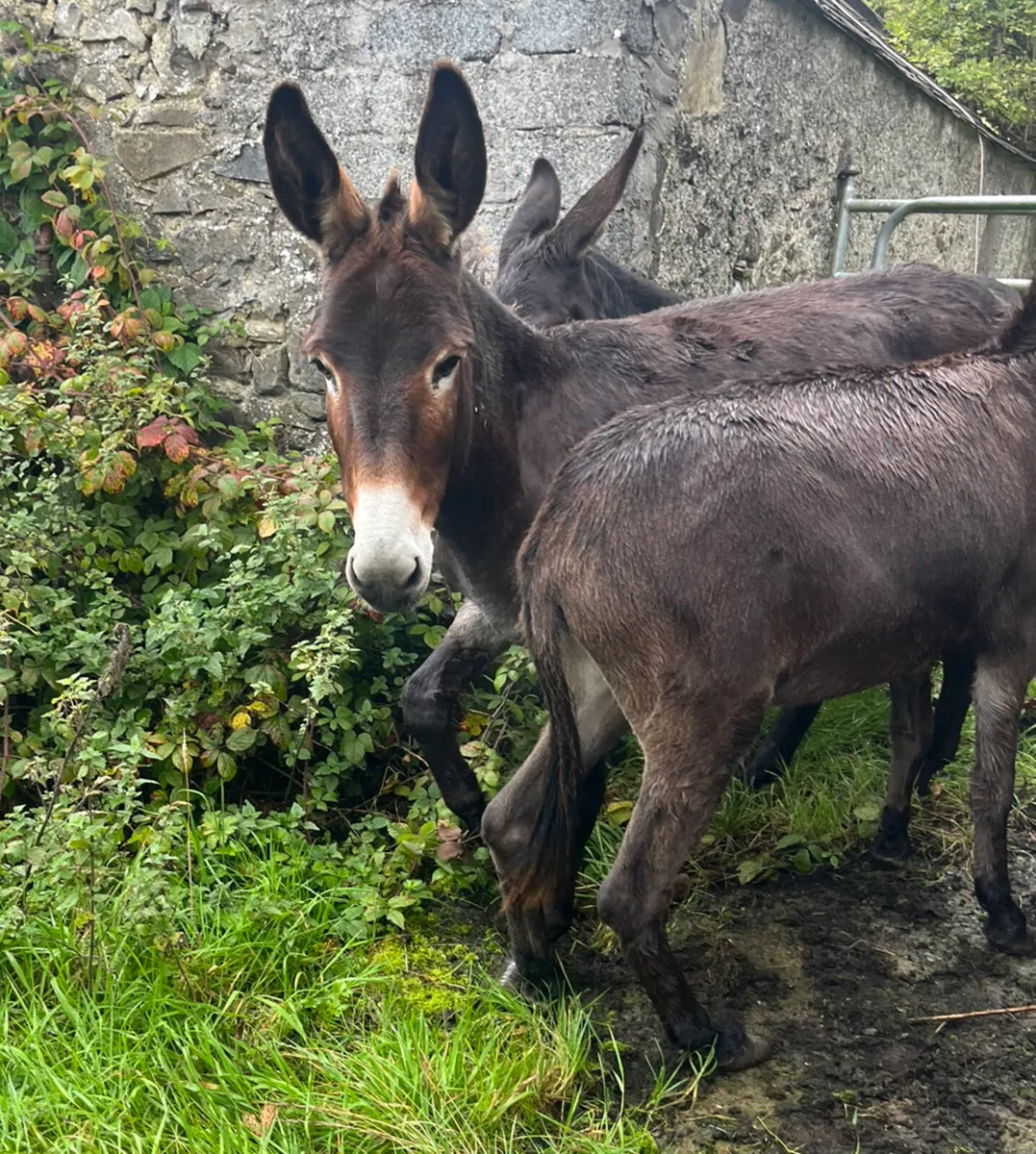 3 Donkeys - Image 2