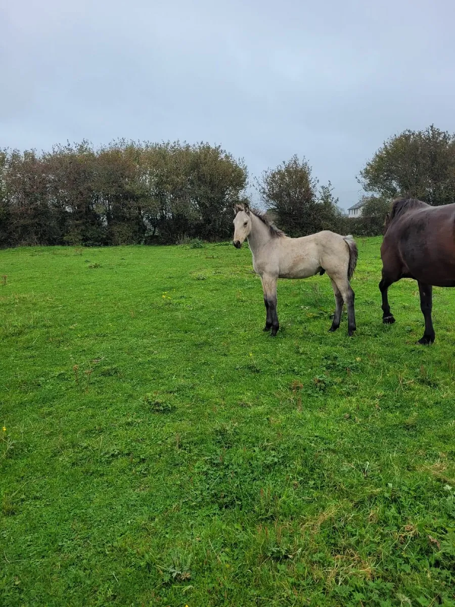 Colt Foal - Image 1