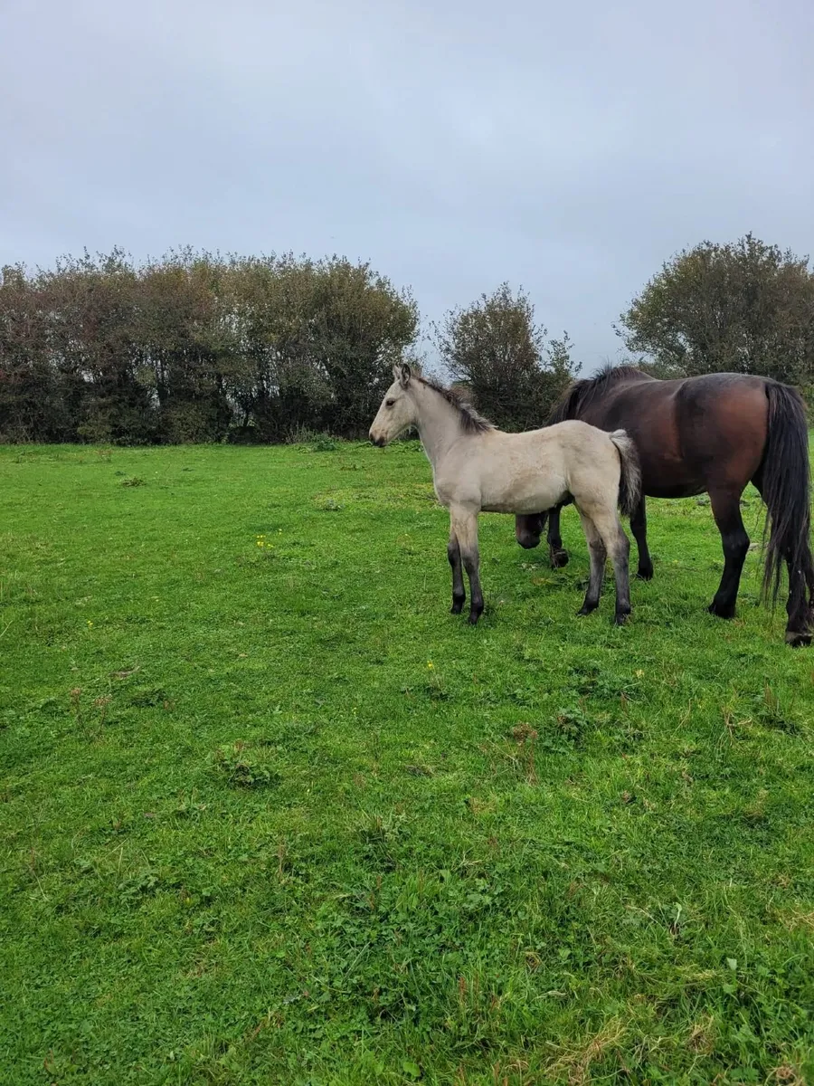 Colt Foal - Image 2