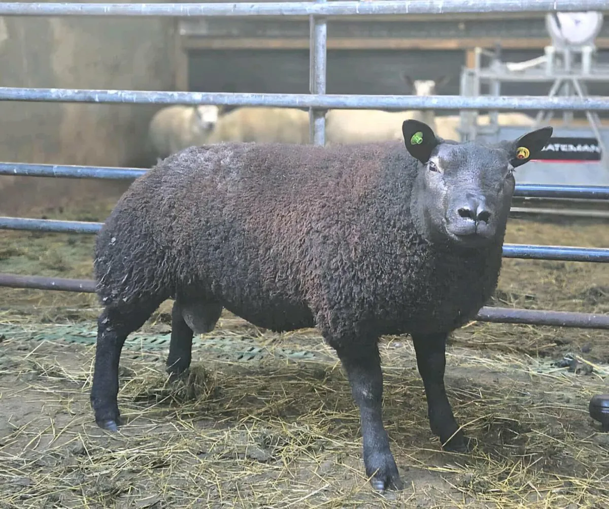 PBR Ram lams - Image 1