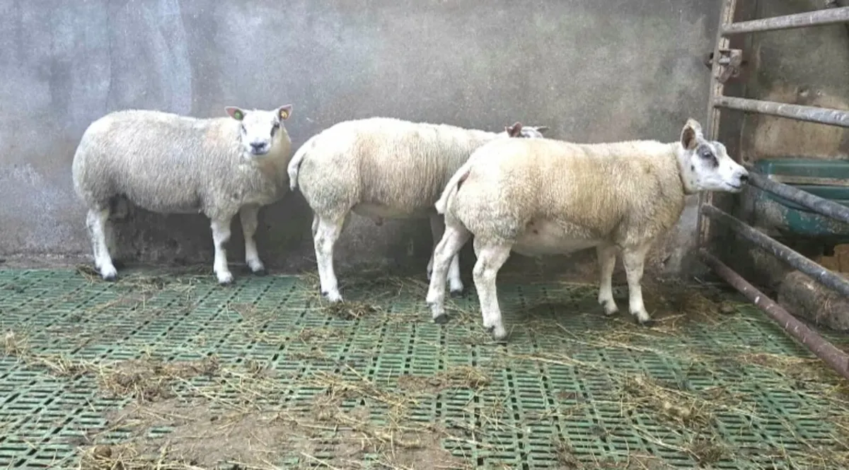 PBR Ram lams - Image 2