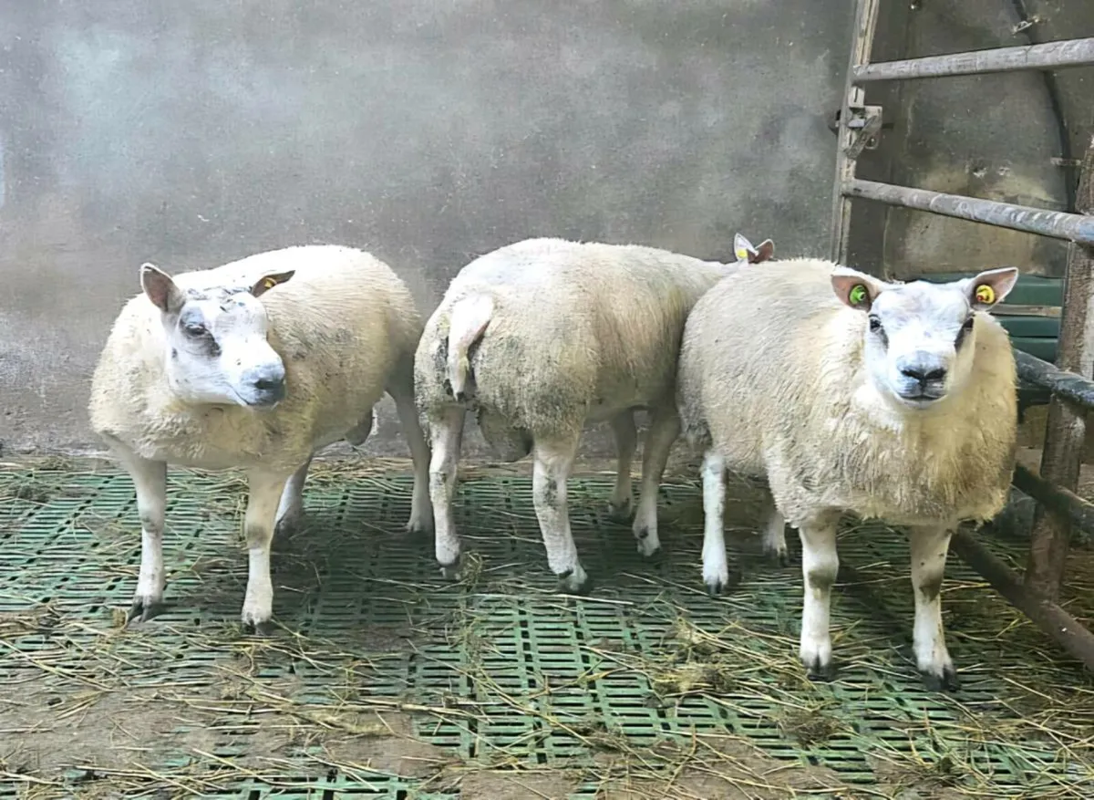 PBR Ram lams - Image 3