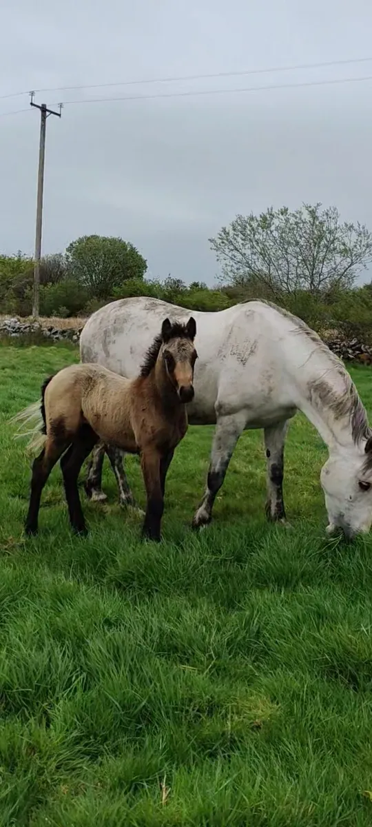 Connemara foals - Image 1