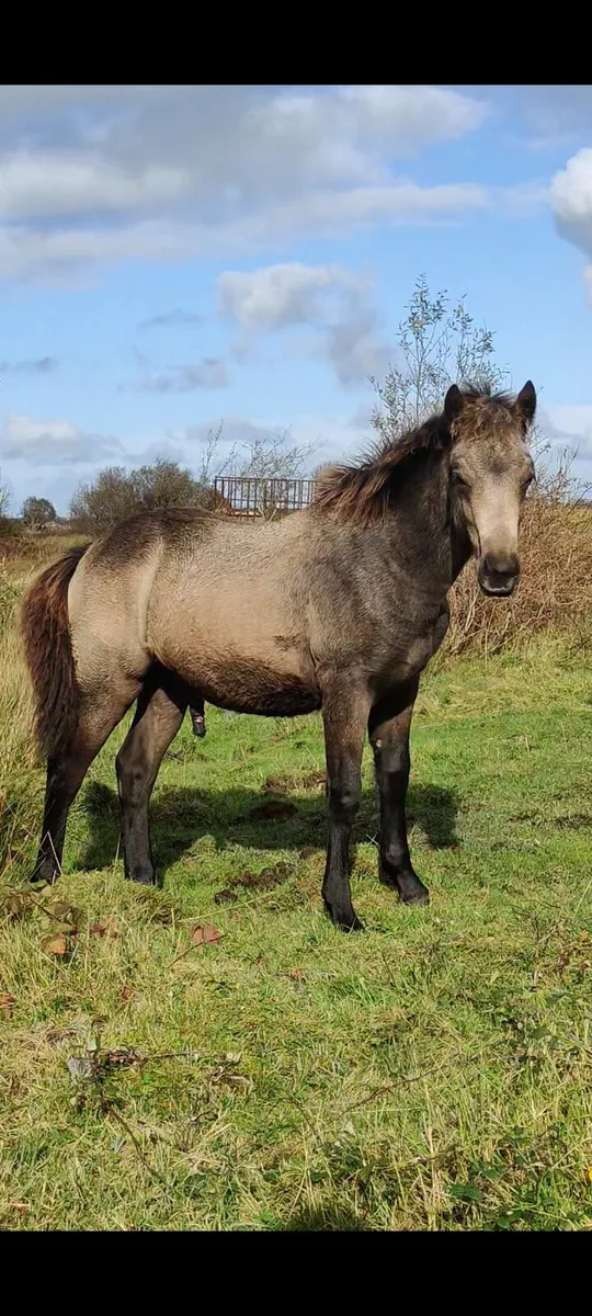 Connemara foals - Image 2