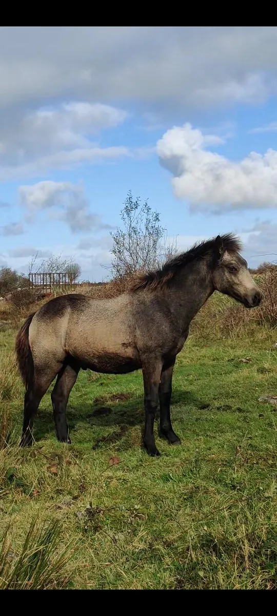 Connemara foals - Image 3