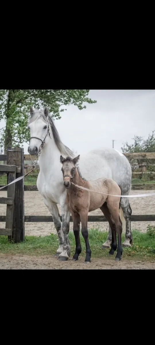 Connemara foals - Image 4