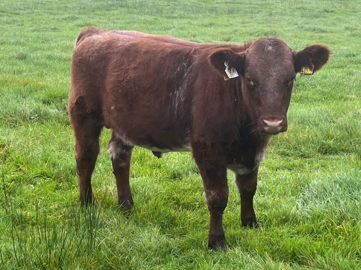 Beef Shorthorn - Image 2