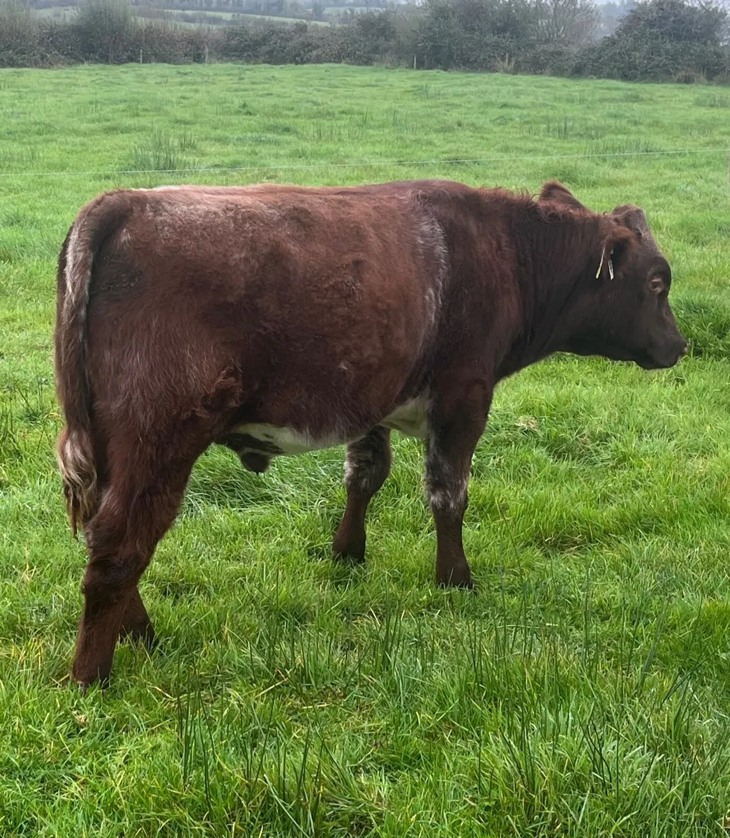 Beef Shorthorn - Image 3