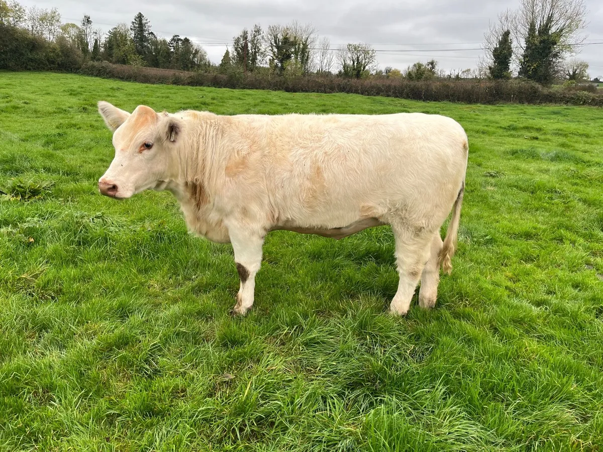 Beef Shorthorn - Image 4
