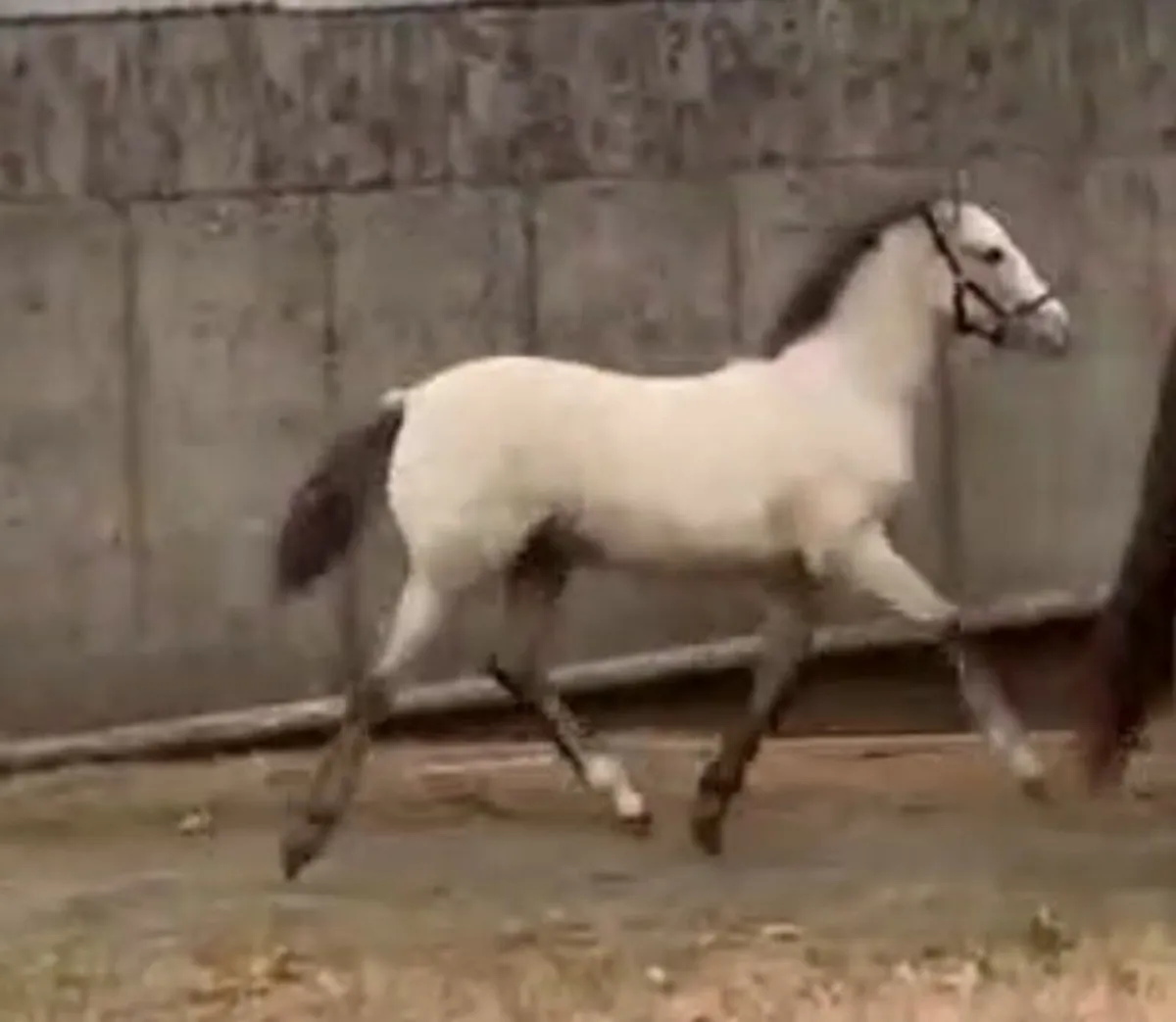 Connemara Colt Foal - Image 1