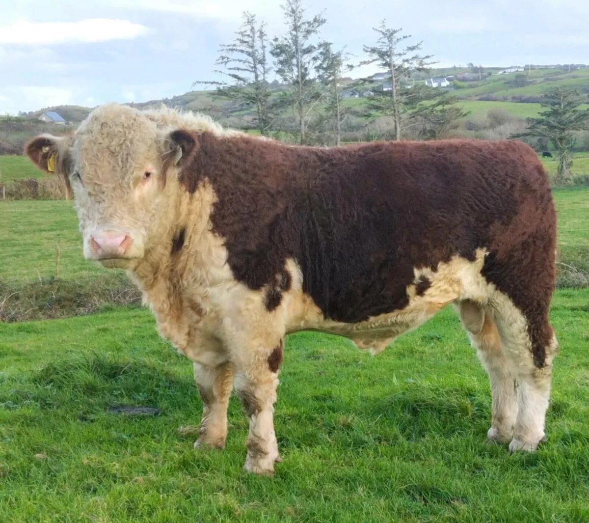 5 Star Pedigree Hereford Bull - Image 1