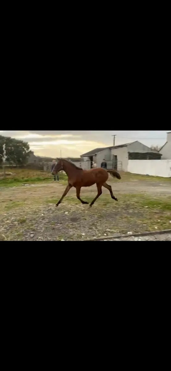 Hype Filly Foal - Image 1