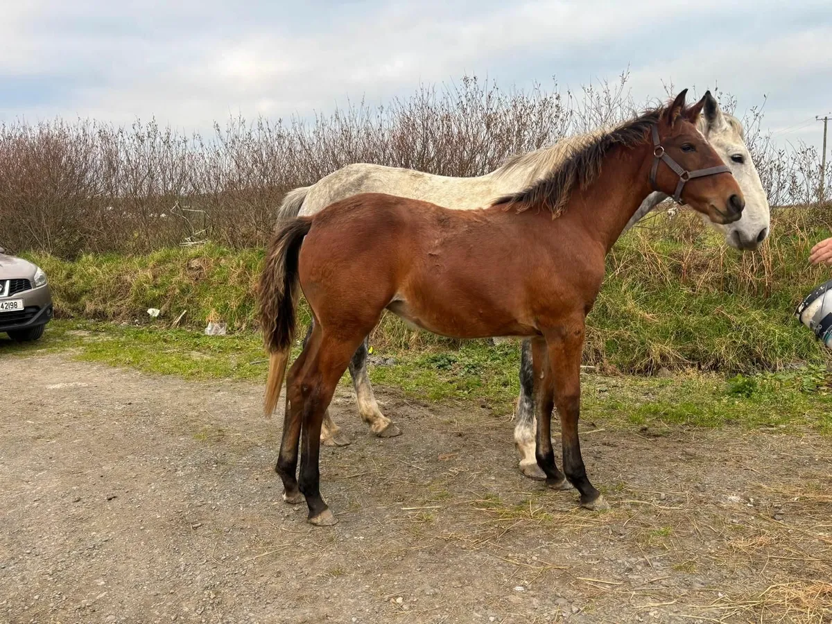 Hype Filly Foal - Image 3