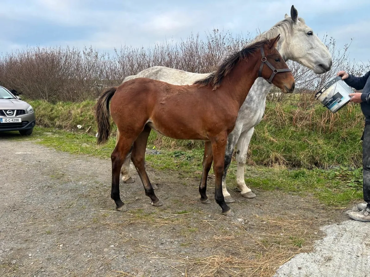 Hype Filly Foal - Image 4
