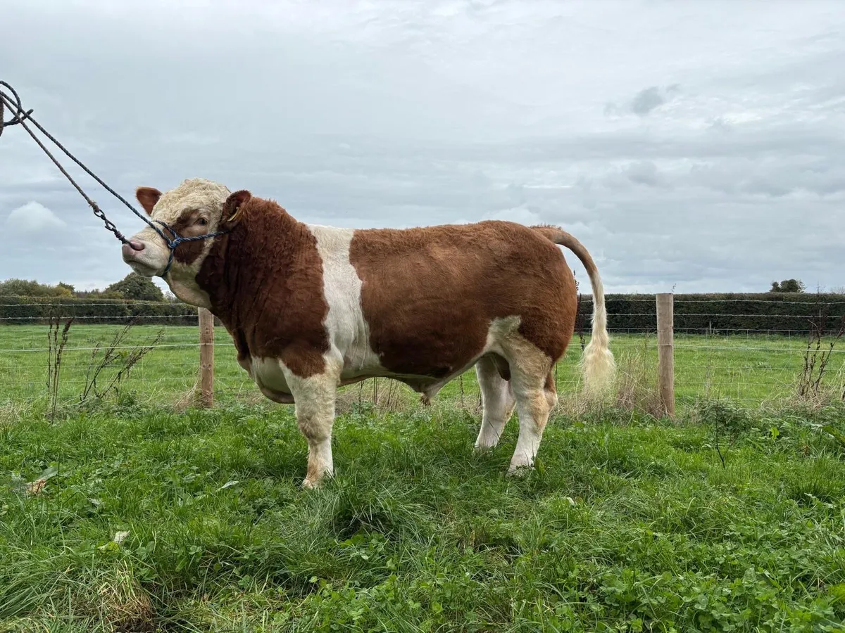 Simmental Bull - Image 1