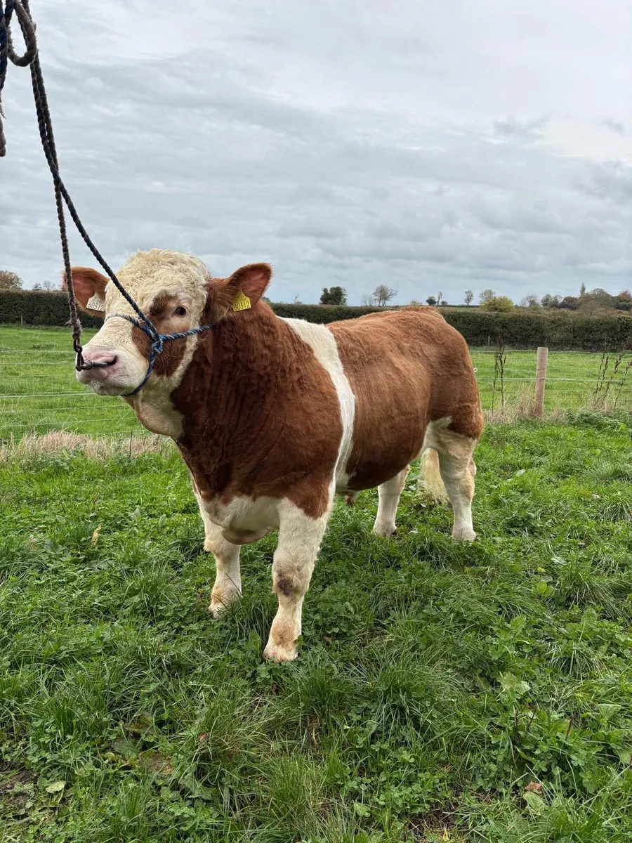 Simmental Bull - Image 2