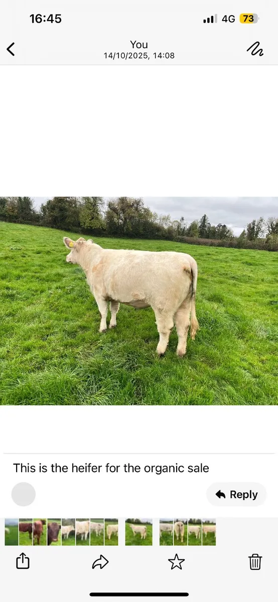 Beef Shorthorn - Image 1