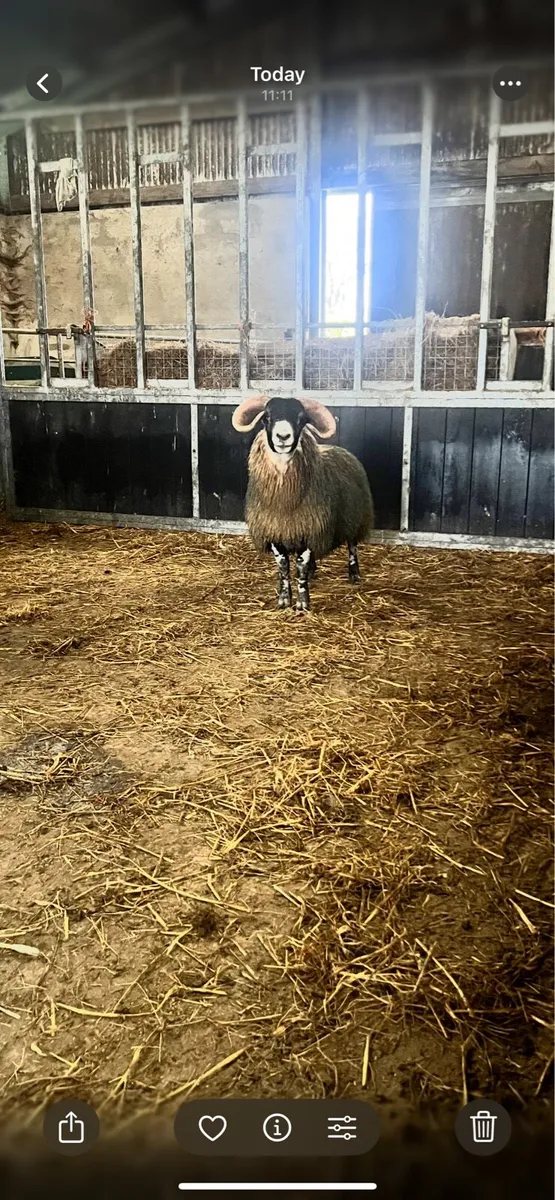 Purebred Lanark Ram Lamb - Image 1