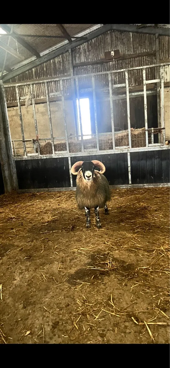 Purebred Lanark Ram Lamb - Image 2