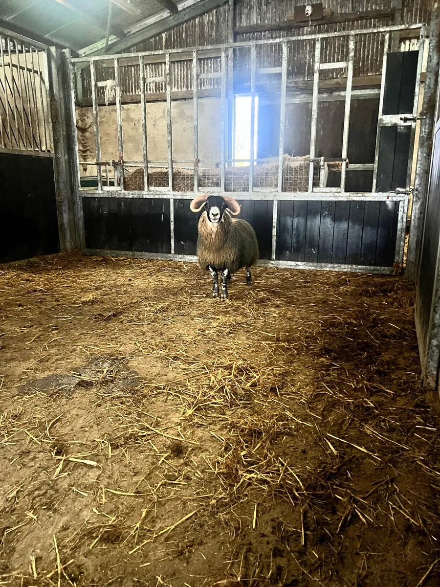 Purebred Lanark Ram Lamb - Image 3