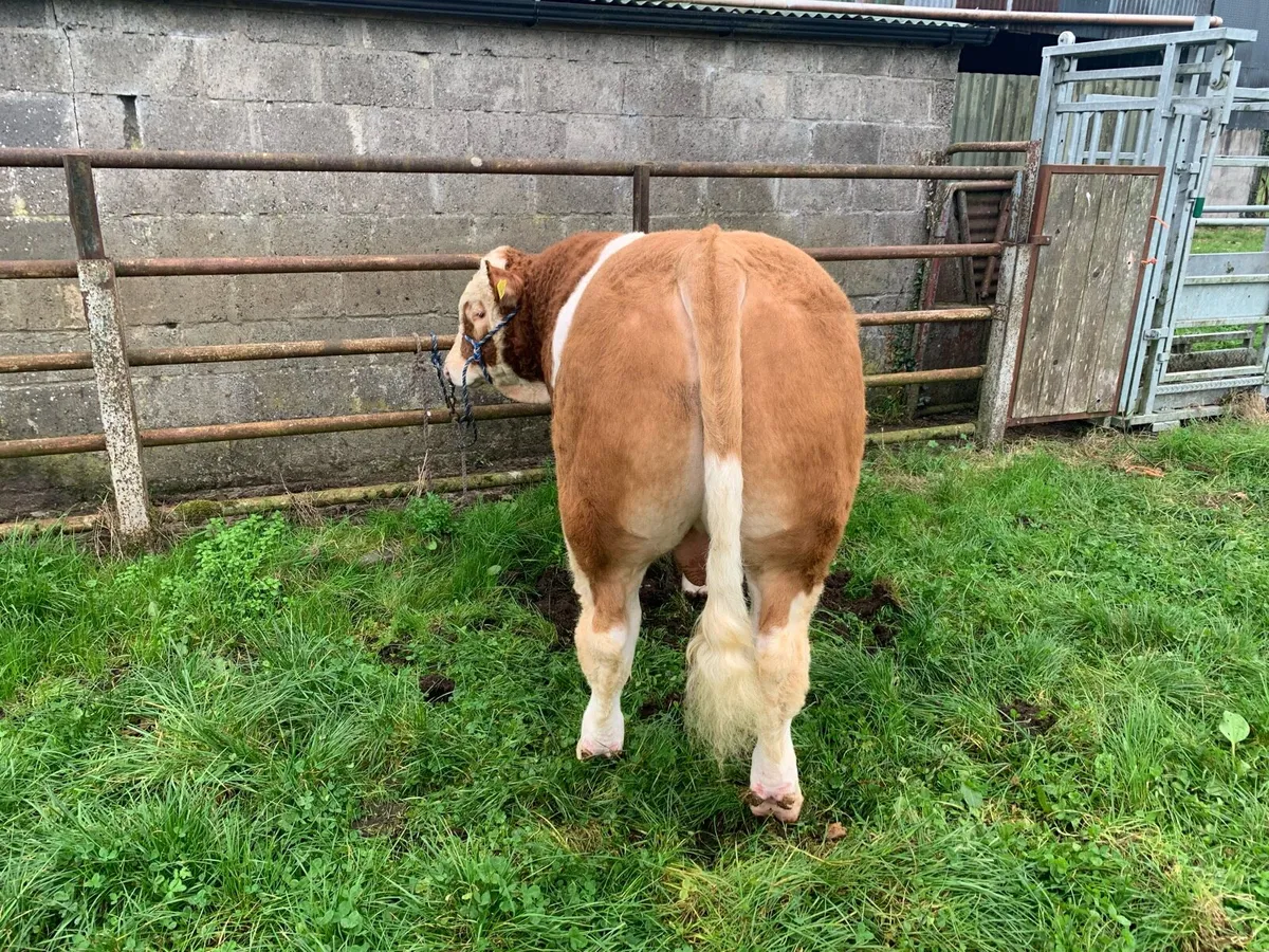 Simmental Bull - Image 3
