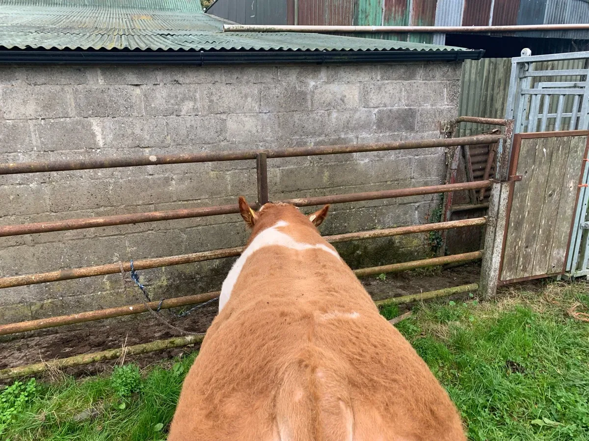 Simmental Bull - Image 4
