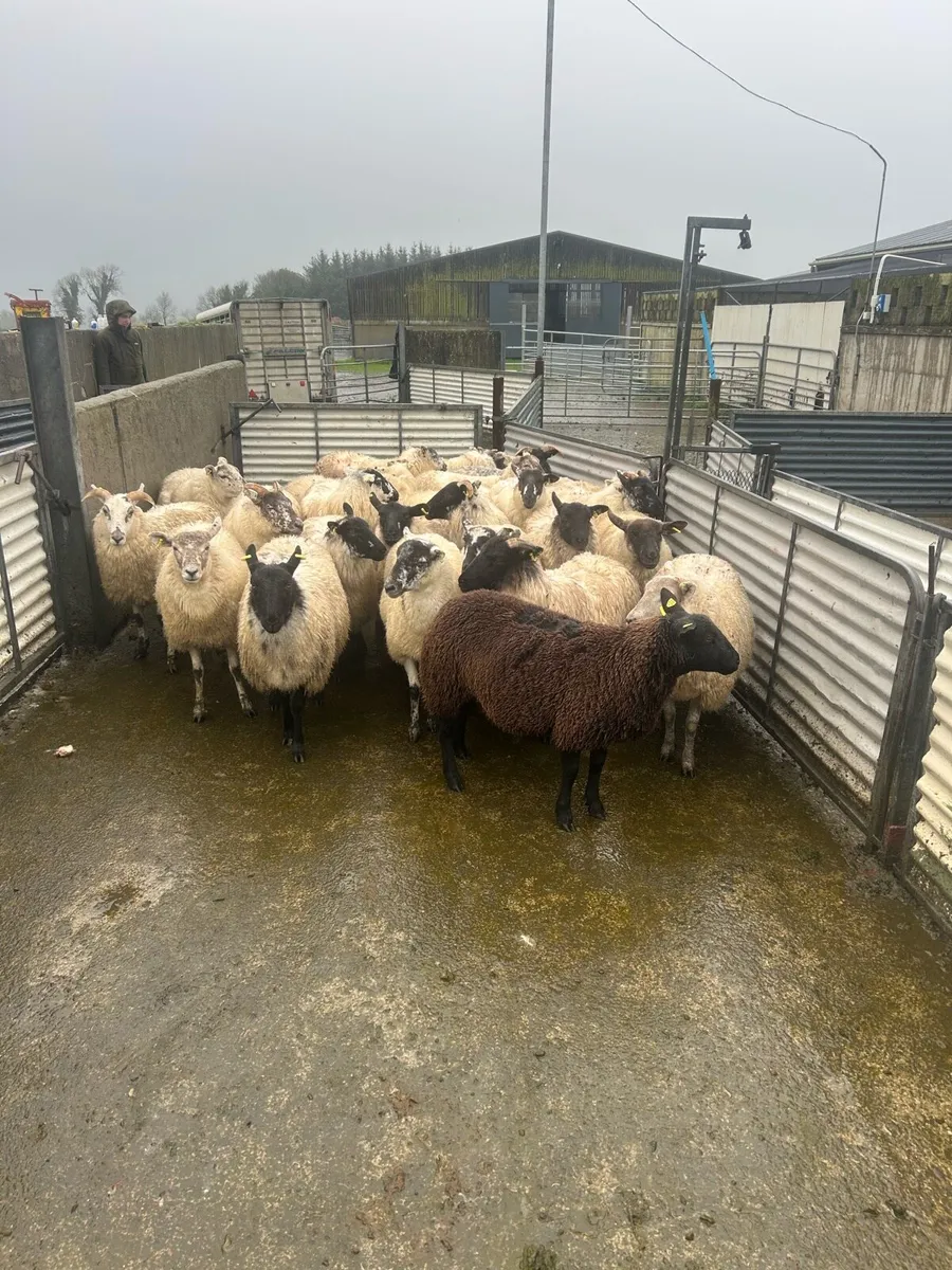 Sheep - Image 1