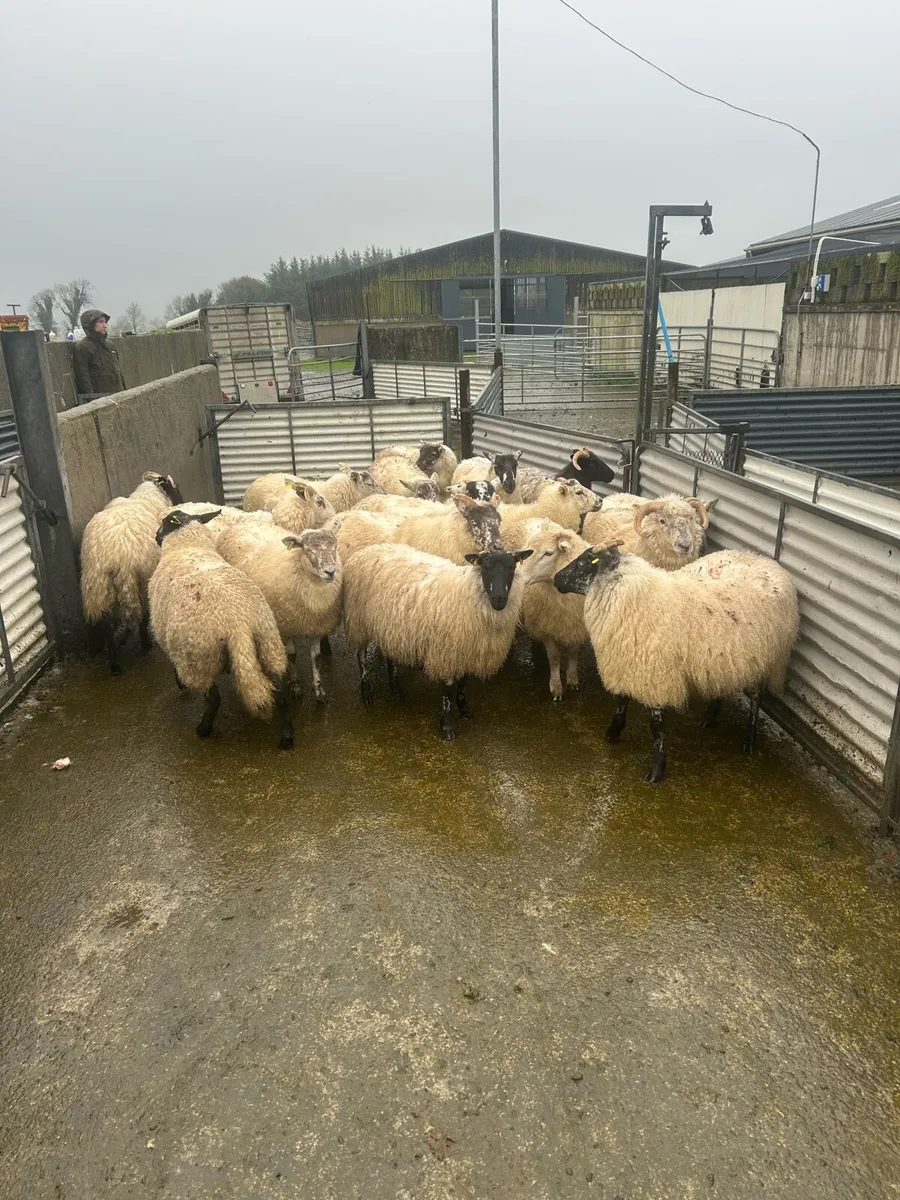 Sheep - Image 2