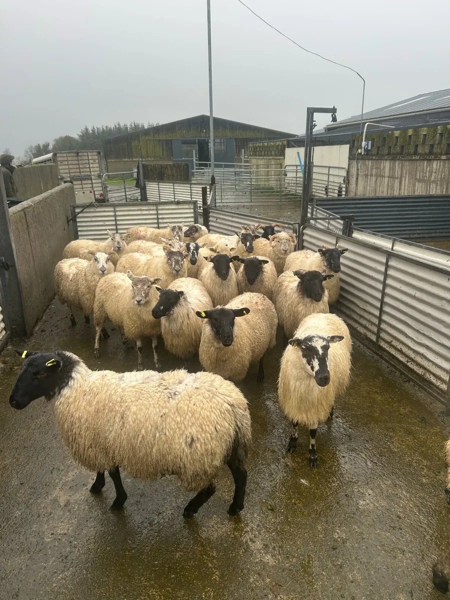 Sheep - Image 3