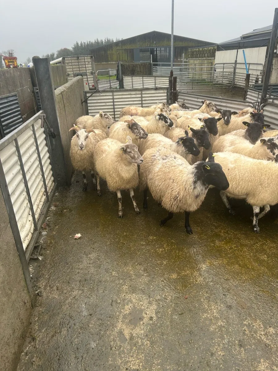 Sheep - Image 4