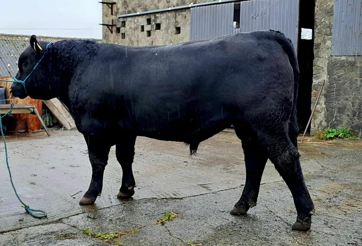 Aberdeen Angus Bull - Image 2