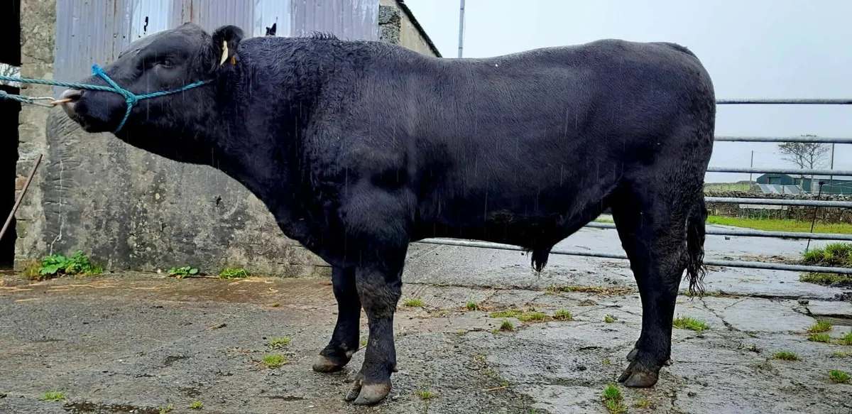 Aberdeen Angus Bull - Image 3