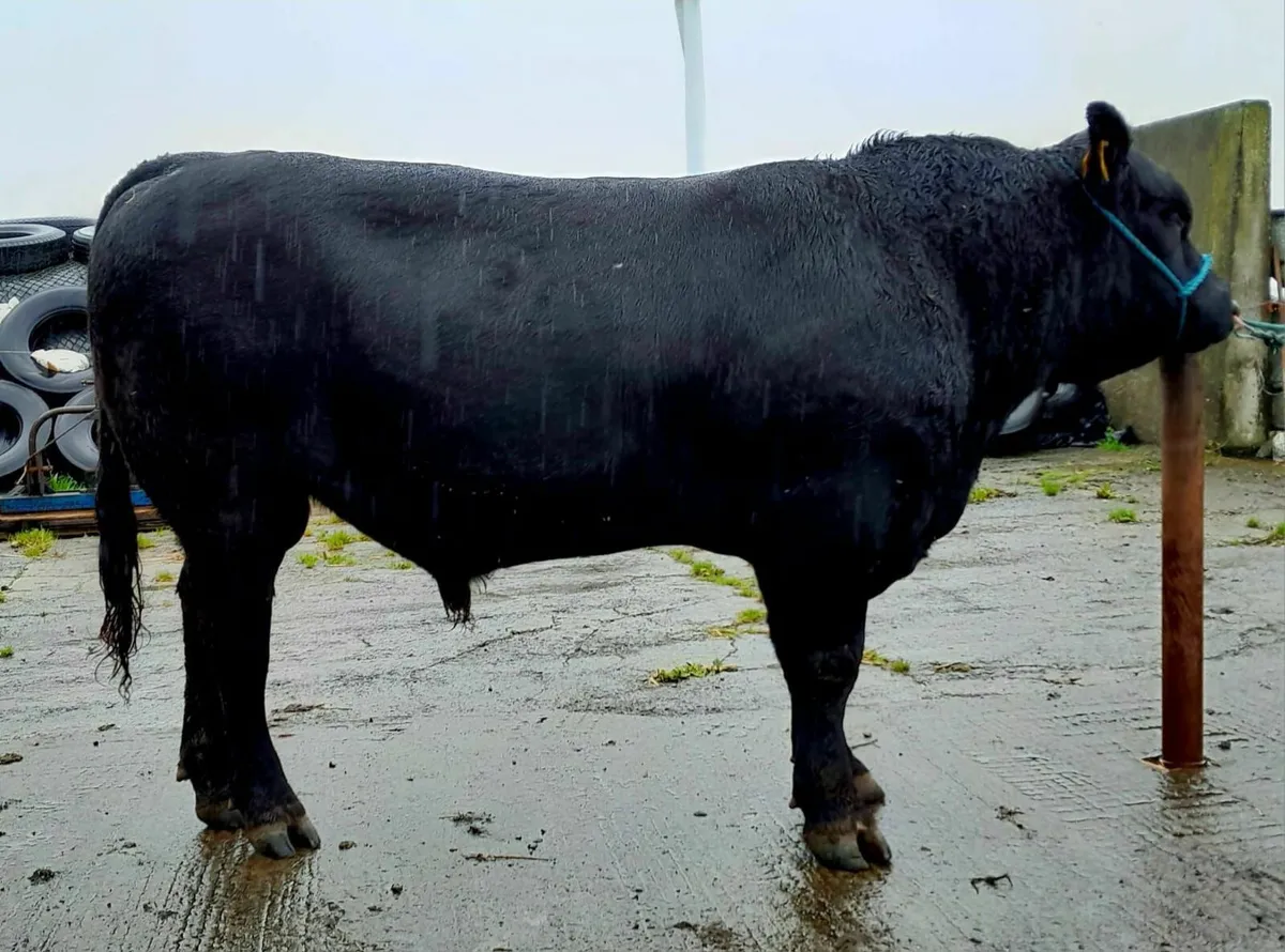 Aberdeen Angus Bull - Image 1
