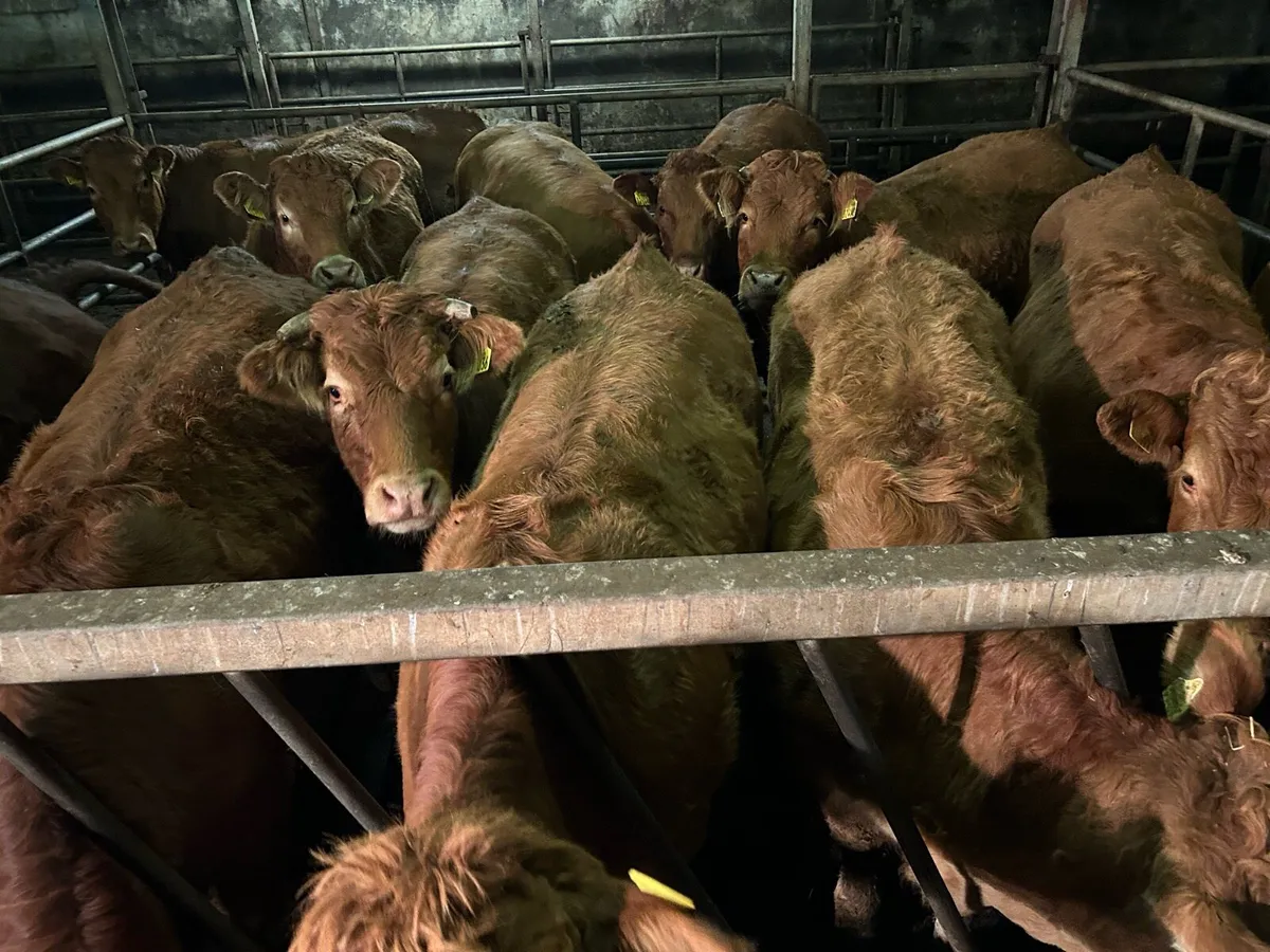 SUPER RED LIMOUSIN HEIFERS - Image 1