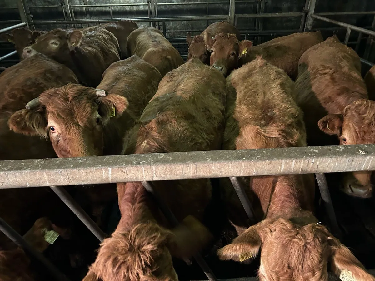 SUPER RED LIMOUSIN HEIFERS - Image 2