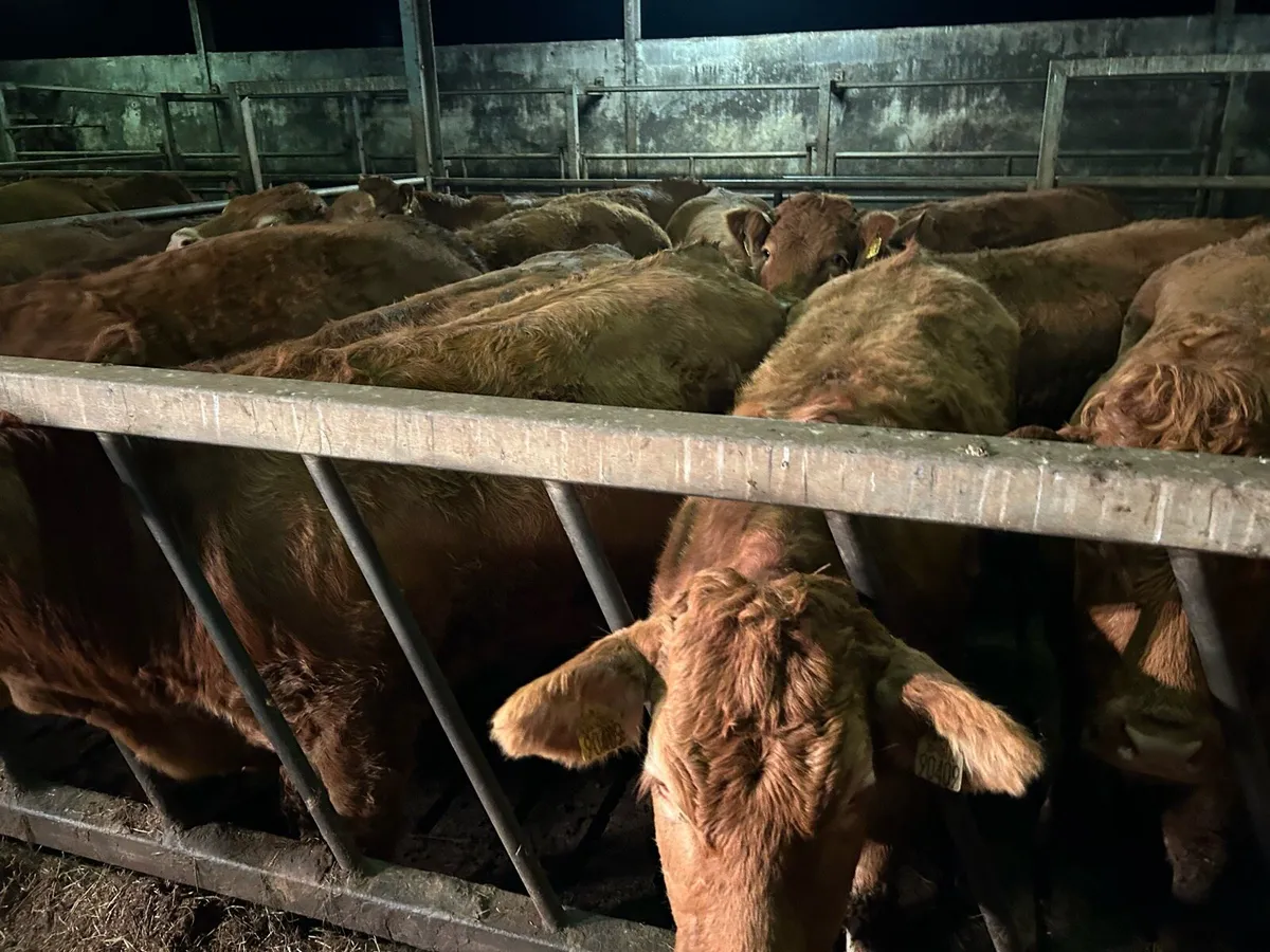SUPER RED LIMOUSIN HEIFERS - Image 3